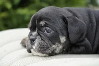 Eleanor , a female English Bulldog and Olde English Bulldogge for sale in Millersburg, IN – Photo 3 of 4