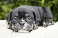Eleanor , a female English Bulldog and Olde English Bulldogge for sale in Millersburg, IN – Photo 4 of 4