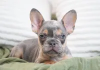 Oliver, a male French Bulldog for sale in Millersburg, IN – 5 of 6