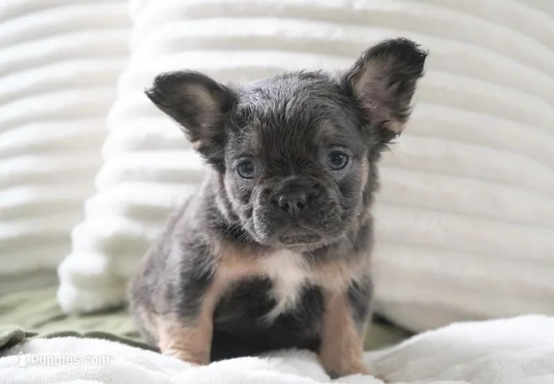 Mia – French Bulldog puppy for sale in Millersburg, IN