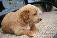 Benny, a male Goldendoodle for sale in Millersburg, IN – 6 of 6