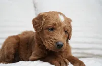 Archer, a male Goldendoodle for sale in Millersburg, IN – 2 of 7