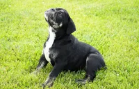 Eleanor , a female English Bulldog and Olde English Bulldogge for sale in Millersburg, IN – 4 of 5