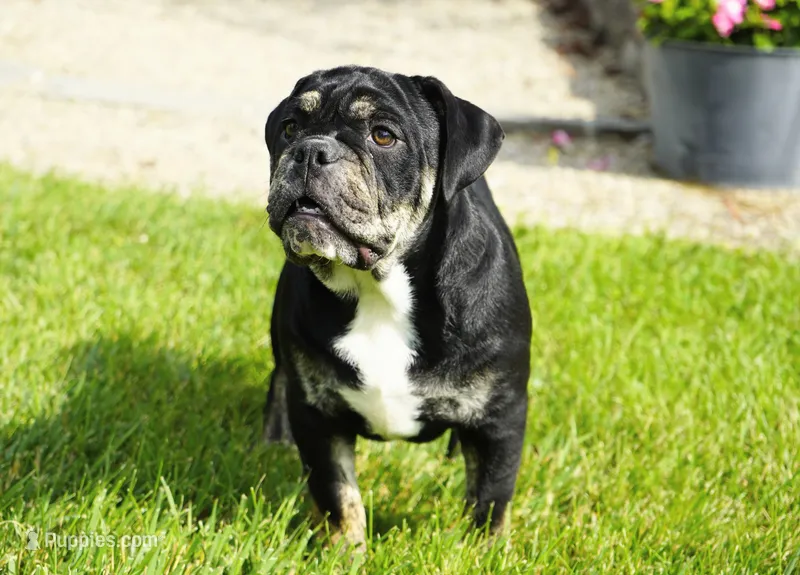 Eleanor  – English Bulldog, Olde English Bulldogge puppy for sale in Millersburg, IN