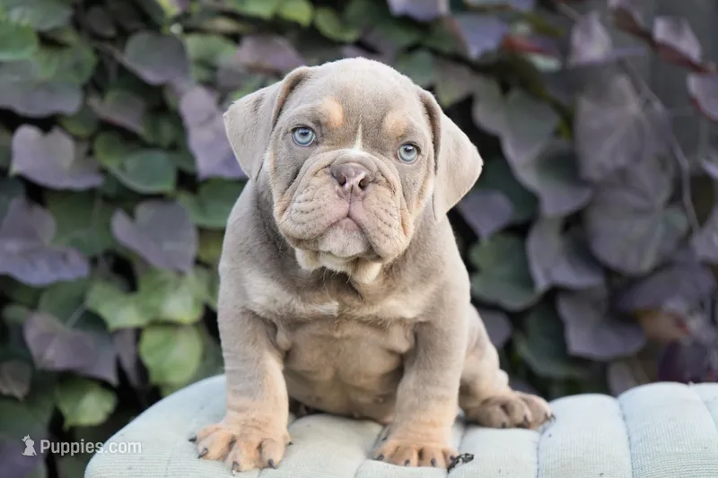 Diesel  – English Bulldog, Olde English Bulldogge puppy for sale in Millersburg, IN