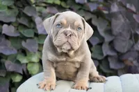 Diesel , a male English Bulldog and Olde English Bulldogge for sale in Millersburg, IN – 1 of 4