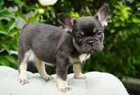 Truffle , a female French Bulldog for sale in Millersburg, IN – 7 of 7