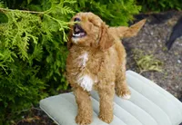 Clifford, a male Goldendoodle for sale in Millersburg, IN – 2 of 5