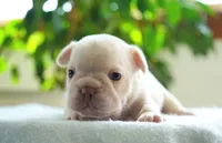 Dolly, a female French Bulldog for sale in Millersburg, IN – 1 of 4