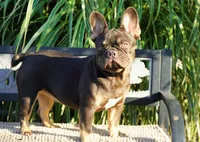 Olivia, a female French Bulldog for sale in Millersburg, IN – 2 of 5