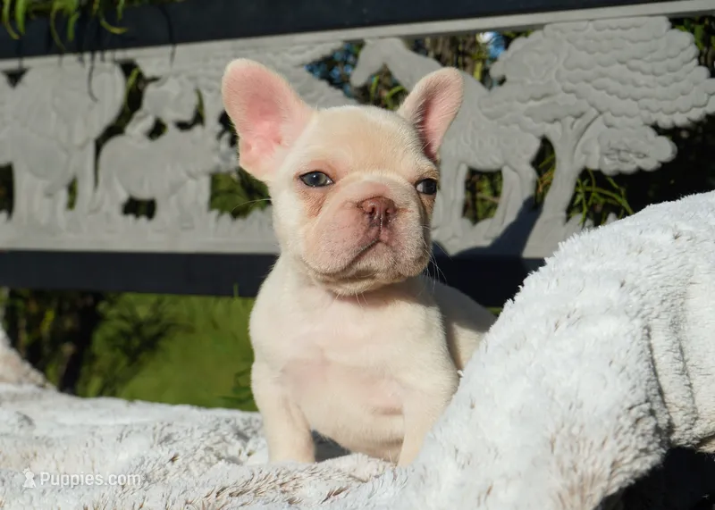 Calypso – French Bulldog puppy for sale in Millersburg, IN