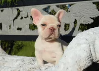 Calypso, a female French Bulldog for sale in Millersburg, IN – 1 of 3