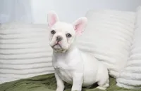 Benjamin , a male French Bulldog for sale in Millersburg, IN – 5 of 5