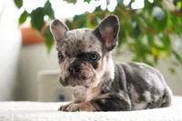 Polly, a female French Bulldog for sale in Millersburg, IN – 4 of 5