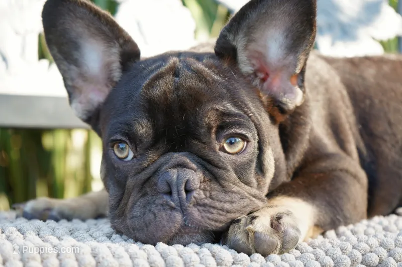 Truffle  – French Bulldog puppy for sale in Millersburg, IN