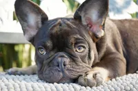 Truffle , a female French Bulldog for sale in Millersburg, IN – 1 of 5