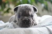 Bruno , a male French Bulldog for sale in Millersburg, IN – 1 of 4