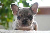 Aspen, a female French Bulldog for sale in Millersburg, IN – 4 of 6