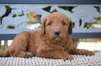 Tilly, a female Goldendoodle for sale in Millersburg, IN – 2 of 5