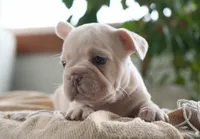 Dolly, a female French Bulldog for sale in Millersburg, IN – 5 of 7