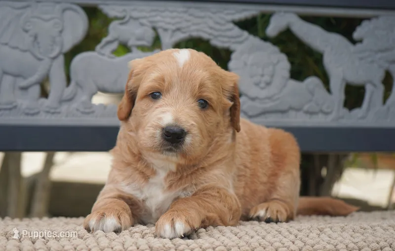 Benny – Goldendoodle puppy for sale in Millersburg, IN