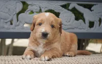 Benny, a male Goldendoodle for sale in Millersburg, IN – 1 of 6