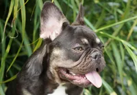 Mochi, a female French Bulldog for sale in Millersburg, IN – 9 of 10