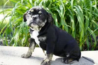 Eleanor , a female English Bulldog and Olde English Bulldogge for sale in Millersburg, IN – 3 of 5