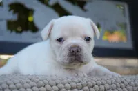 Paris, a female French Bulldog for sale in Millersburg, IN – 4 of 5