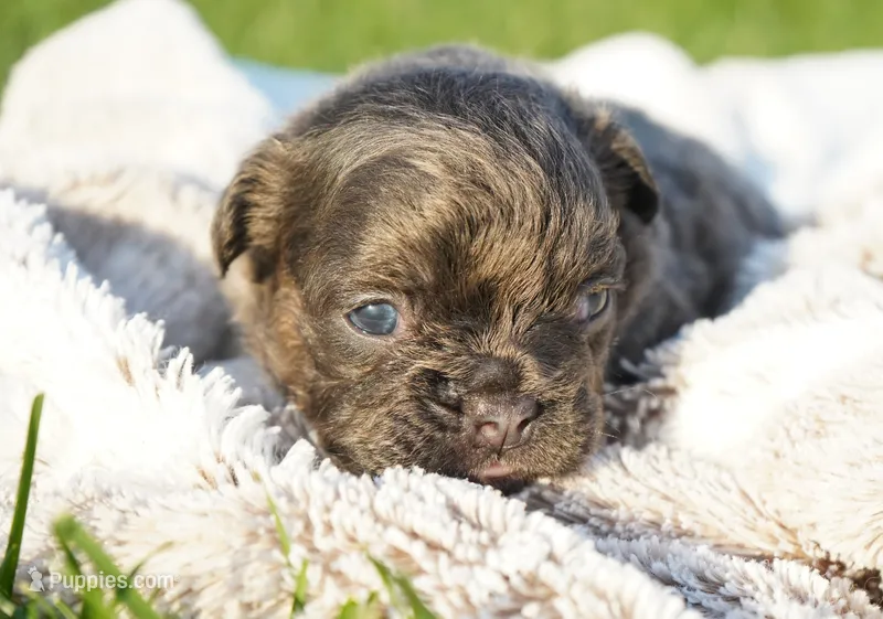 Mia – French Bulldog puppy for sale in Millersburg, IN