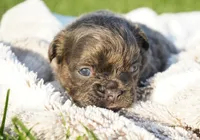 Mia, a female French Bulldog for sale in Millersburg, IN – 1 of 4