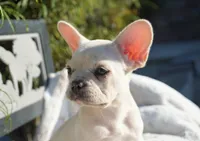 Paris, a female French Bulldog for sale in Millersburg, IN – 2 of 5
