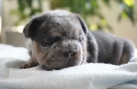 Bessie, a male French Bulldog for sale in Millersburg, IN – 5 of 5