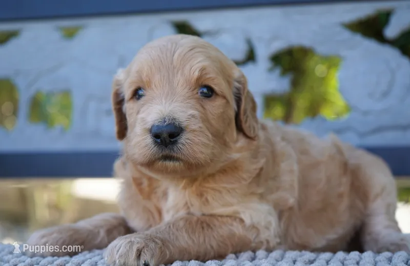 Tiffany – Goldendoodle puppy for sale in Millersburg, IN