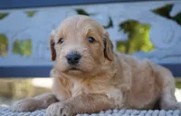 Tiffany, a female Goldendoodle for sale in Millersburg, IN – 1 of 4