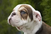 Barnie, a male English Bulldog and Olde English Bulldogge for sale in Millersburg, IN – 3 of 5