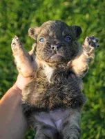 Mia, a female French Bulldog for sale in Millersburg, IN – 4 of 4