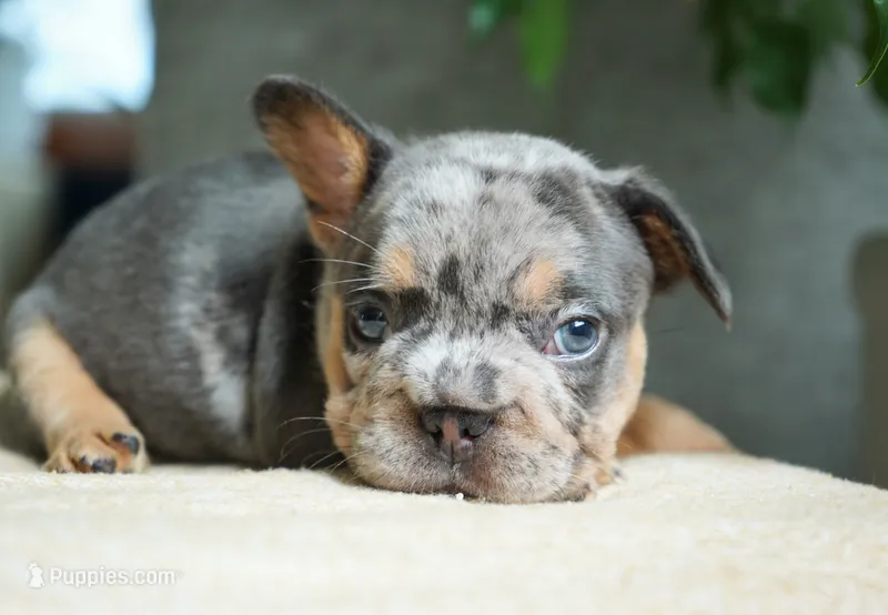 Bessie – French Bulldog puppy for sale in Millersburg, IN