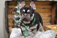 Samson , a male French Bulldog for sale in Millersburg, IN – 2 of 2