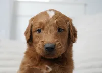 Archer, a male Goldendoodle for sale in Millersburg, IN – 7 of 7