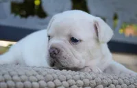 Paris, a female French Bulldog for sale in Millersburg, IN – 2 of 5