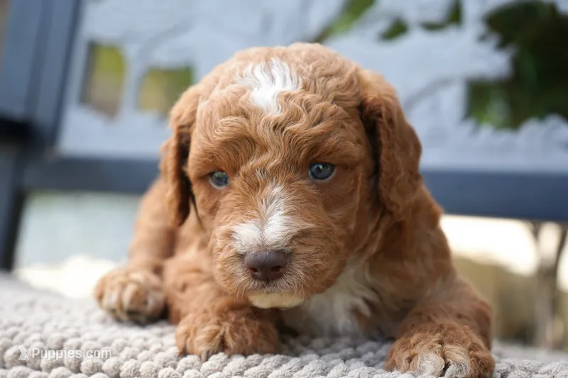 Moose  – Goldendoodle puppy for sale in Millersburg, IN