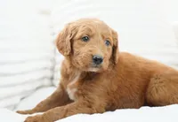 Lumi, a female Goldendoodle for sale in Millersburg, IN – 6 of 8