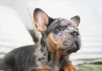 Bessie, a female French Bulldog for sale in Millersburg, IN – 3 of 7