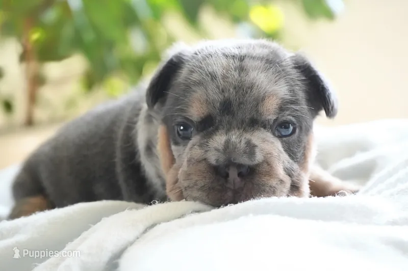 Bessie – French Bulldog puppy for sale in Millersburg, IN