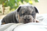 Bessie, a male French Bulldog for sale in Millersburg, IN – 1 of 5