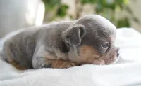 Oliver, a male French Bulldog for sale in Millersburg, IN – 4 of 6
