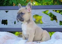 Poppy, a female French Bulldog for sale in Millersburg, IN – 2 of 7