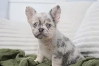 Dudley , a male French Bulldog for sale in Millersburg, IN – 9 of 10