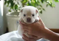 Zoe, a female French Bulldog for sale in Millersburg, IN – 4 of 6